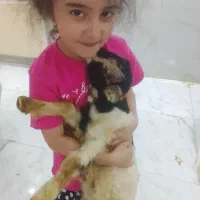 یک راس بز ماده با بچه نر نژاد دار