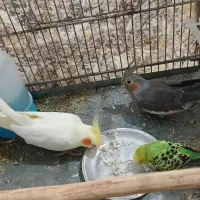 یه جفت عروس هلندی ویه مرغ عشق ماده