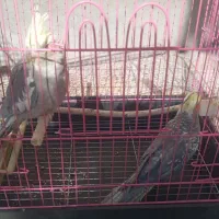 عروس هلندی|پرنده|فارسان, |دیوار