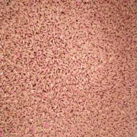 بذر گندم اصلاح شده مادری رقم صدرا