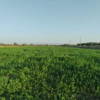 یونجه کیلویی ۲۰|عمدهفروشی|بندرعباس, |دیوار
