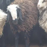 بره ماده