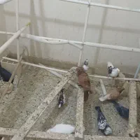 کفتر