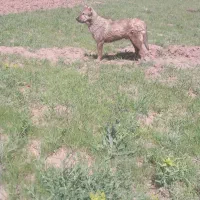 سگ سرابی