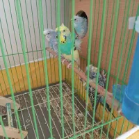 یک جفت مرغ عشق پروانه ای بادوتا جوجه|پرنده|کاشان, رجایی|دیوار
