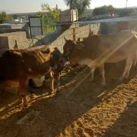 گاو و گوساله|حیوانات مزرعه|کردیان, |دیوار