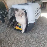 گربه اسکاتیش