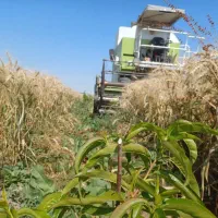 بذر گندم بوجاری شده|عمدهفروشی|قشلاق دشت, |دیوار