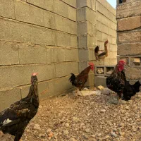 بوقلمون/مرغ وخروس محلی اذان گو‌ ارگانیک|پرنده|شیراز, شهرک فرزانگان|دیوار
