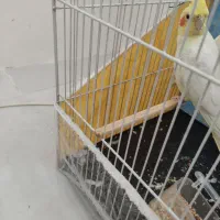 عروس هلندی نر