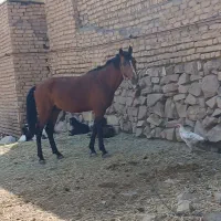 اسب نریون