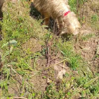 دوعدد میش بختیاری آبستن