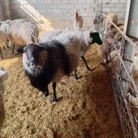 قوچ|حیوانات مزرعه|اسلامآباد غرب, |دیوار