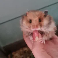 بچه همستر نژادار|موش و خرگوش|شیراز, ارم|دیوار