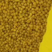 نخود تازه کشت امسال