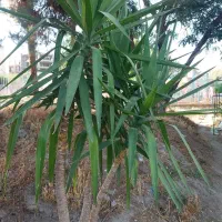 یوکا تنه دار ۳ شاخه