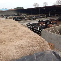 باگاس کاه نیشکر