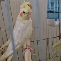 عروس هلندی سخنگو