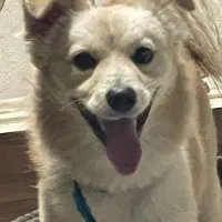 سگ بازیگوش اشپیتز روباهی