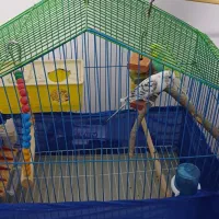 جفت مرغ عشق سالم|پرنده|سنندج, |دیوار