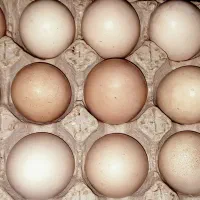 تخم مرغ بومی|خوردنی و آشامیدنی|خوانسار, |دیوار