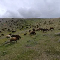 خر دوساله