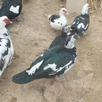 اردک اسرائیلی