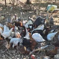 مرغ و خروس قوغاز بوقلمون|حیوانات مزرعه|سیسخت, |دیوار