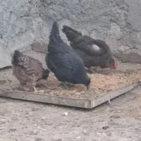 ۷تا مرغ سیاه تخمی و یک خروس