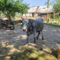 گاو محلی بومی نزدیک به زایمان