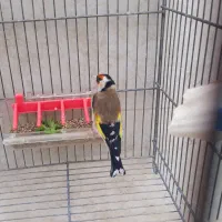 سهره جوجه قفس