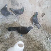 کبوتر مسافتی