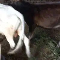 گوساله نر