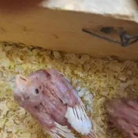 عروس هلندی دستی|پرنده|ابهر, |دیوار