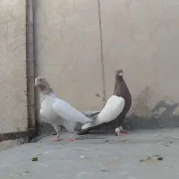 سینه