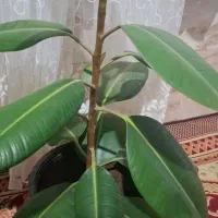 چند نوع گل|گل و گیاه طبیعی|قزوین, |دیوار