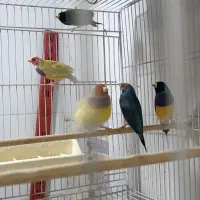 فنچ گلدین|پرنده|ساری, |دیوار