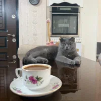 گربه اسکاتیش ماده آماده‌ی جفتگیری