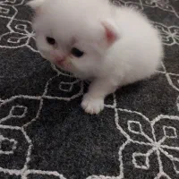 گربه پرشین سفید و طوسی آماده واگذاری|گربه|ساری, |دیوار