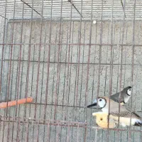 فنچ جغدی قیمت جفت ۲۵۰۰|پرنده|لامرد, |دیوار