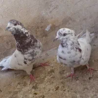 یه جفت کفتر ناب|پرنده|مشکین‌دشت, |دیوار