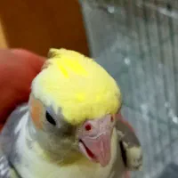 ابلغ عروس هلندی|پرنده|قم, انسجام|دیوار