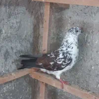 کبوتر غریب گرفته|پرنده|رشت, استقامت ۲|دیوار