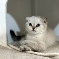 گربه اسکاتیش بیریتیش