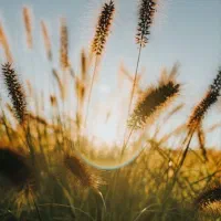 زمین کشاورزی اجاره داده می‌شود|اجارهٔ دفتر صنعتی، کشاورزی، تجاری|رامشیر, |دیوار