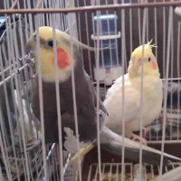 پرنده عروس  چیکو و نانا|پرنده|کیاشهر, |دیوار