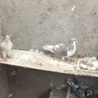 کبوتر کفتر سینه کله طوقی آس آس