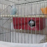 مرغ عشق هلندی