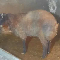 ۲ عدد بره پرواری|حیوانات مزرعه|سمنان, |دیوار