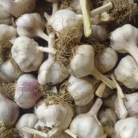 سیر محلی درجه۱